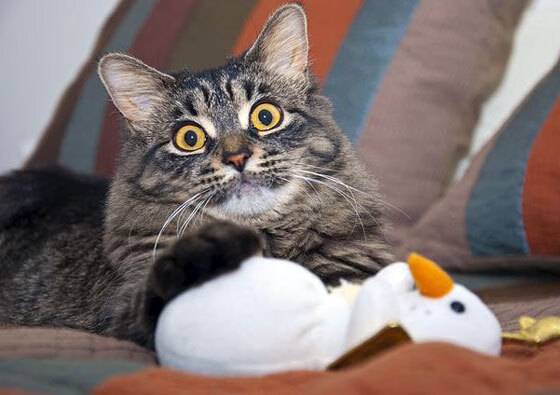 NBA全明星赛门票火爆,观众期待明星对决,nba全明星赛项目