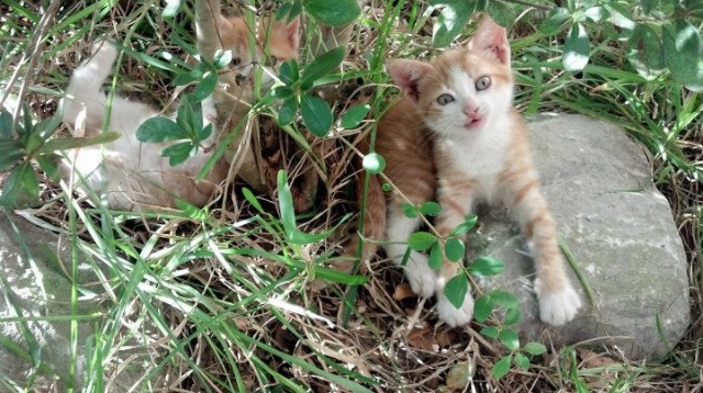《【行业观察】电竞直播内容创新，吸引年轻用户新宠》，电竞直播室