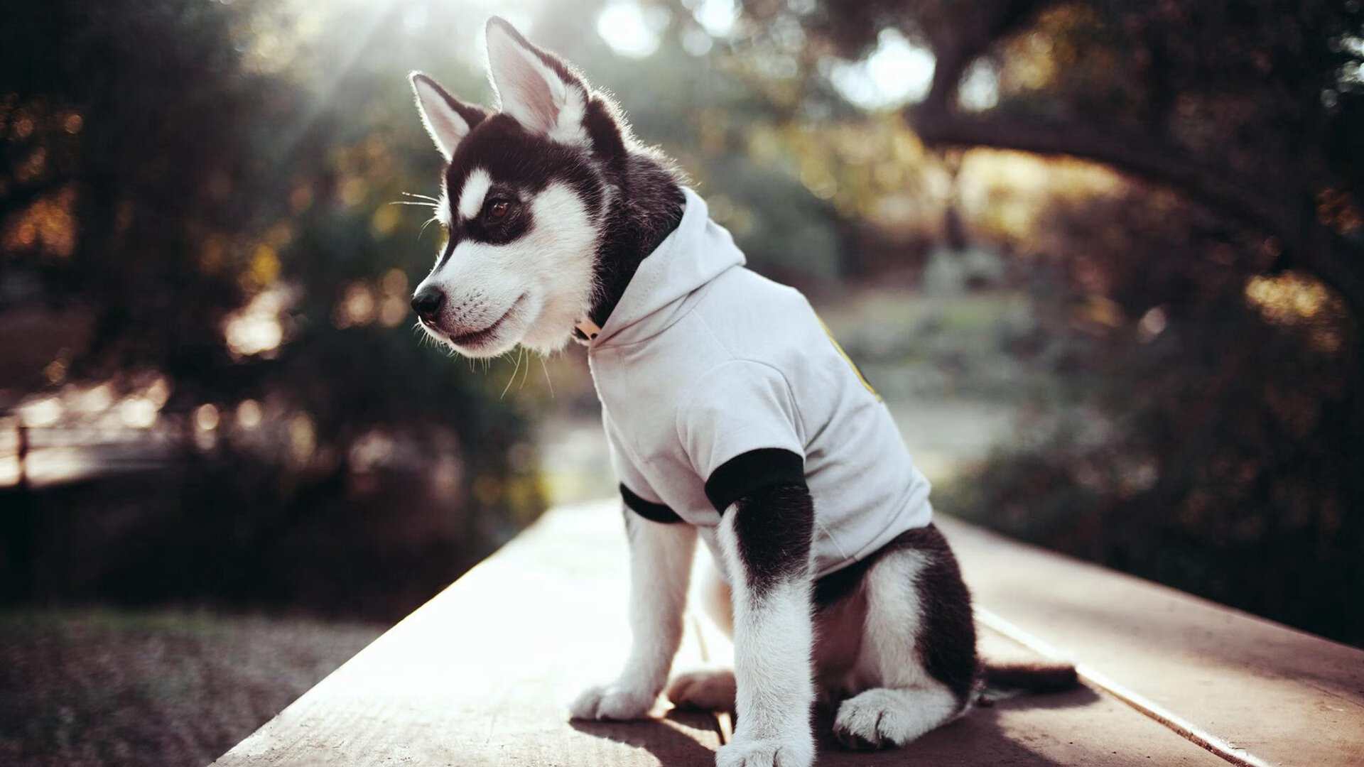 开云kaiyun-【奥沙利文的日常训练】攻防一体的秘诀探究，奥沙利文的发力