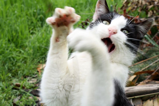 瑞士骑手皮乌斯·施维泽（Pius Schwizer）在巴黎奥运会后宣布退役，结束辉煌的职业生涯。