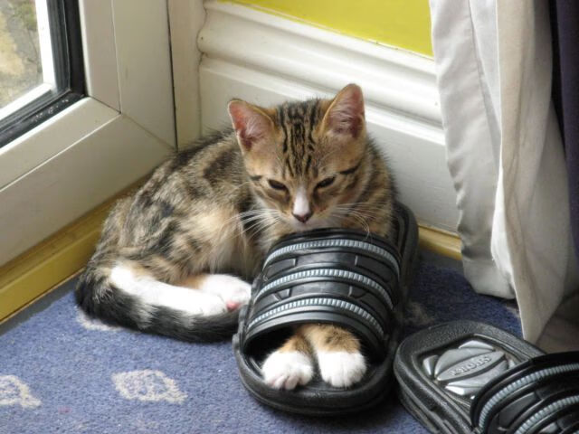 青少年“技能+素养”双提升工程在全国铺开，行业基础逐步坚实，双湖青少年素质训练