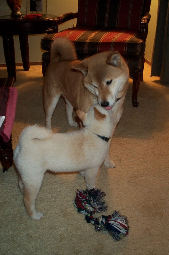 KAIYUNAPP-青少年“拼搏之星”全国篮球技能大赛在上海火热举行，引领青训新风尚