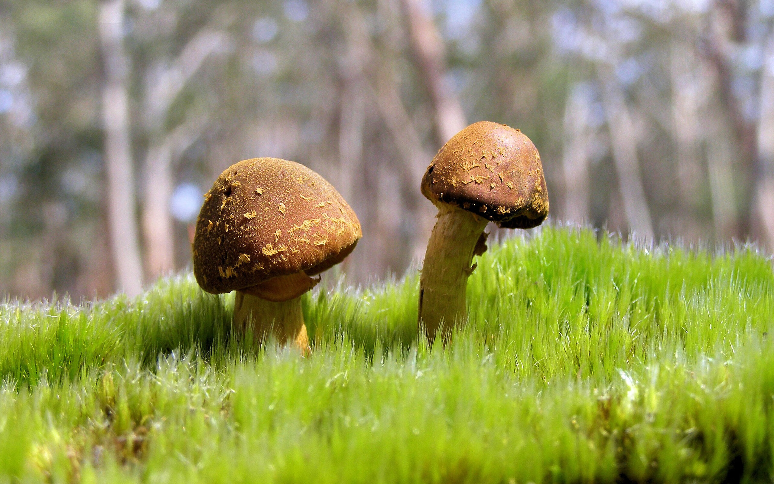 LCS引入更多跨国赞助商，lcs cn prod