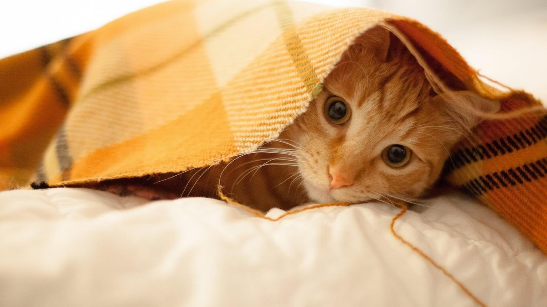 开云体育官方网入口-东南夸队士气低迷，或将遭遇困难，东南α5