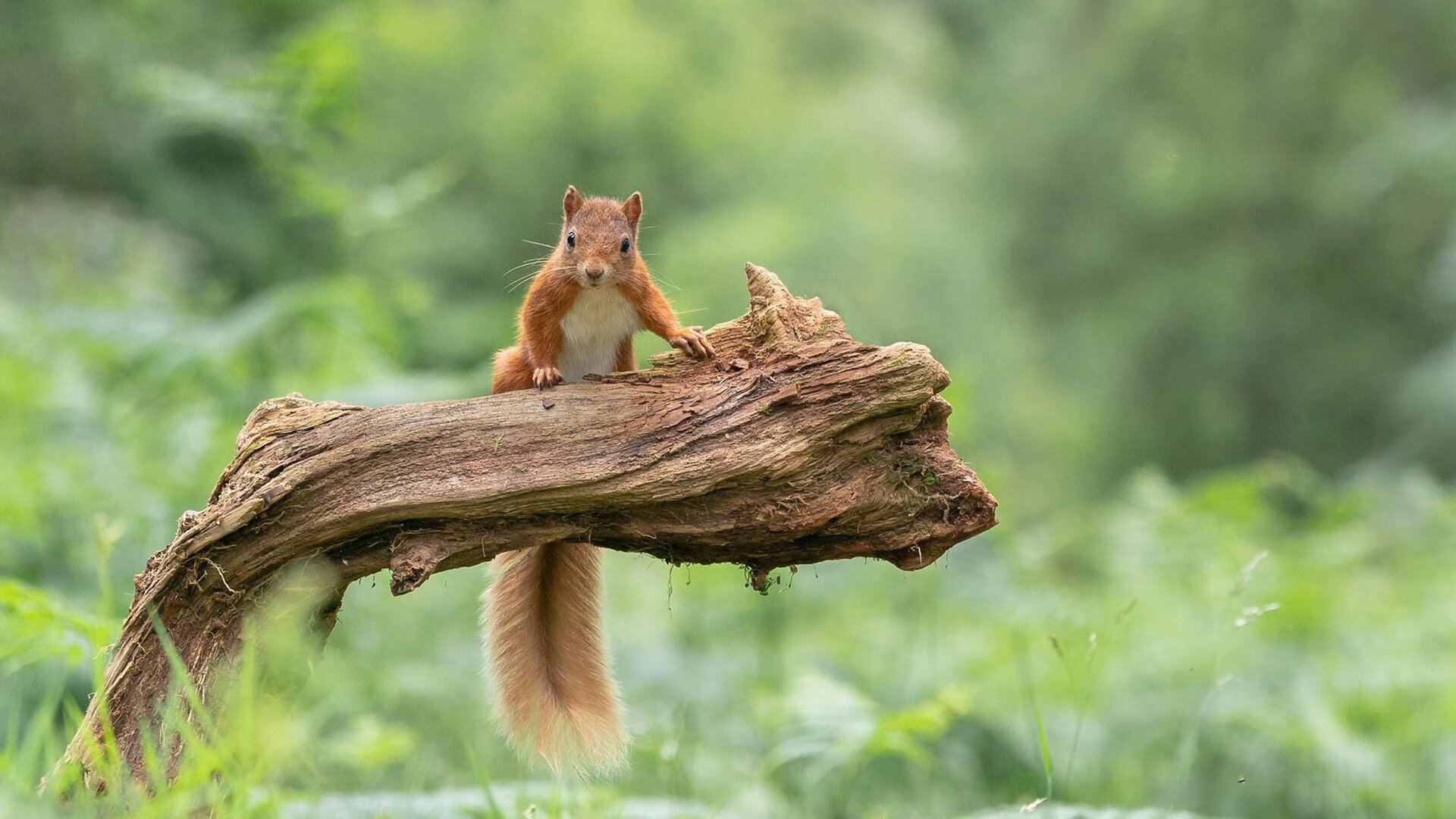 华盛顿联主场战平斯托克城,积分有所增加,华盛顿有哪只球队