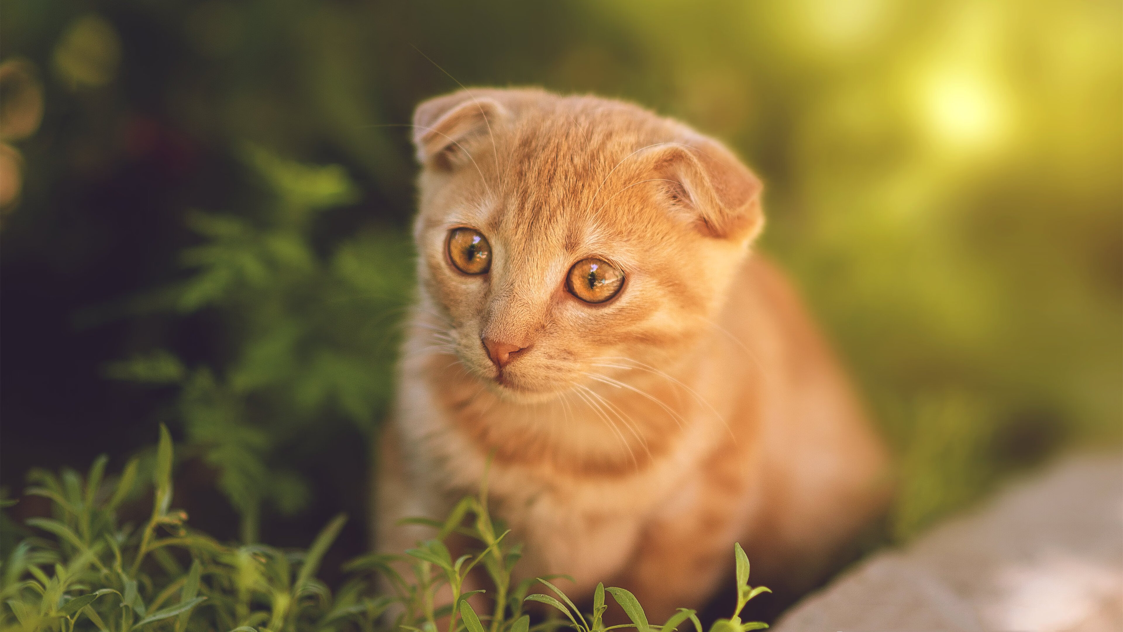 国际运动更新：女子比赛中的惊险一幕！，国际赛女子ds