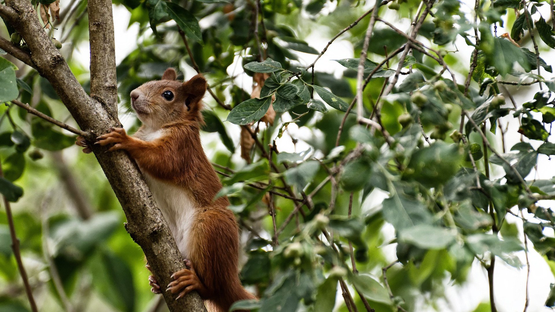 国际邀请赛延期公告,国际邀请赛赛制