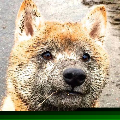 女子网球联合杯中国队挺进四强,郑钦文连胜不止,中国网球年终总决赛郑赛赛