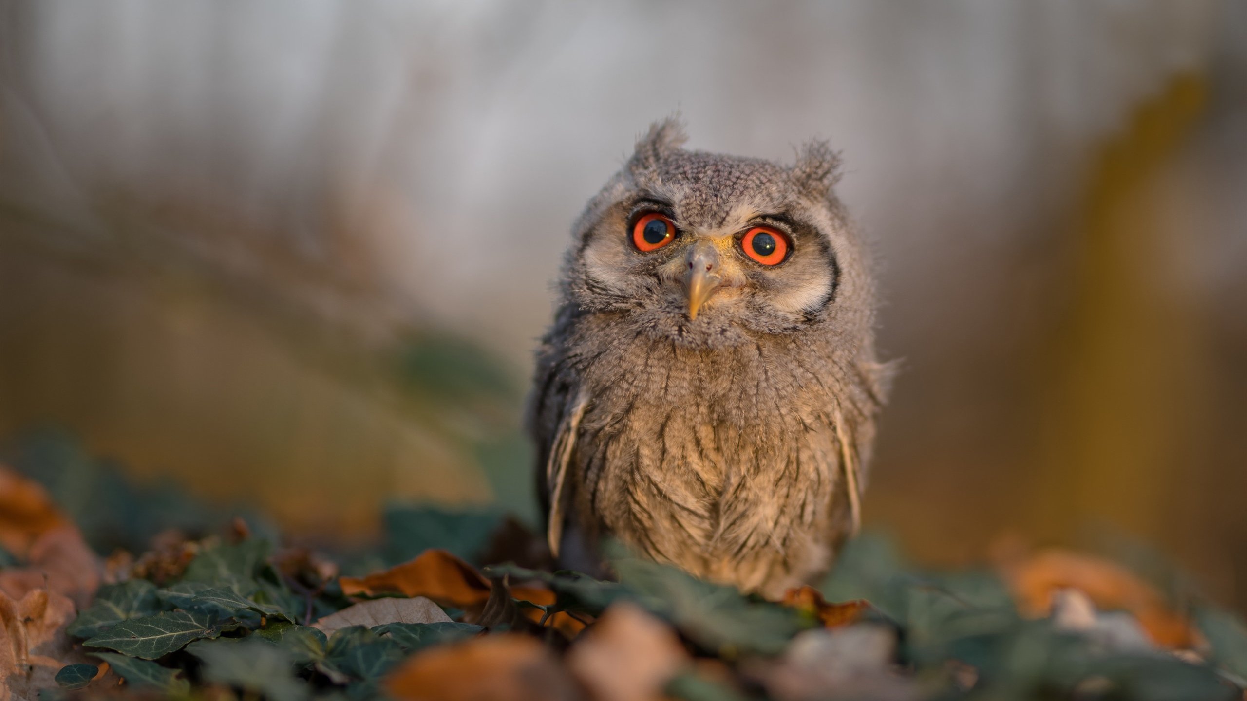 电竞直播平台用户增长与留存策略,电竞直播行业现状