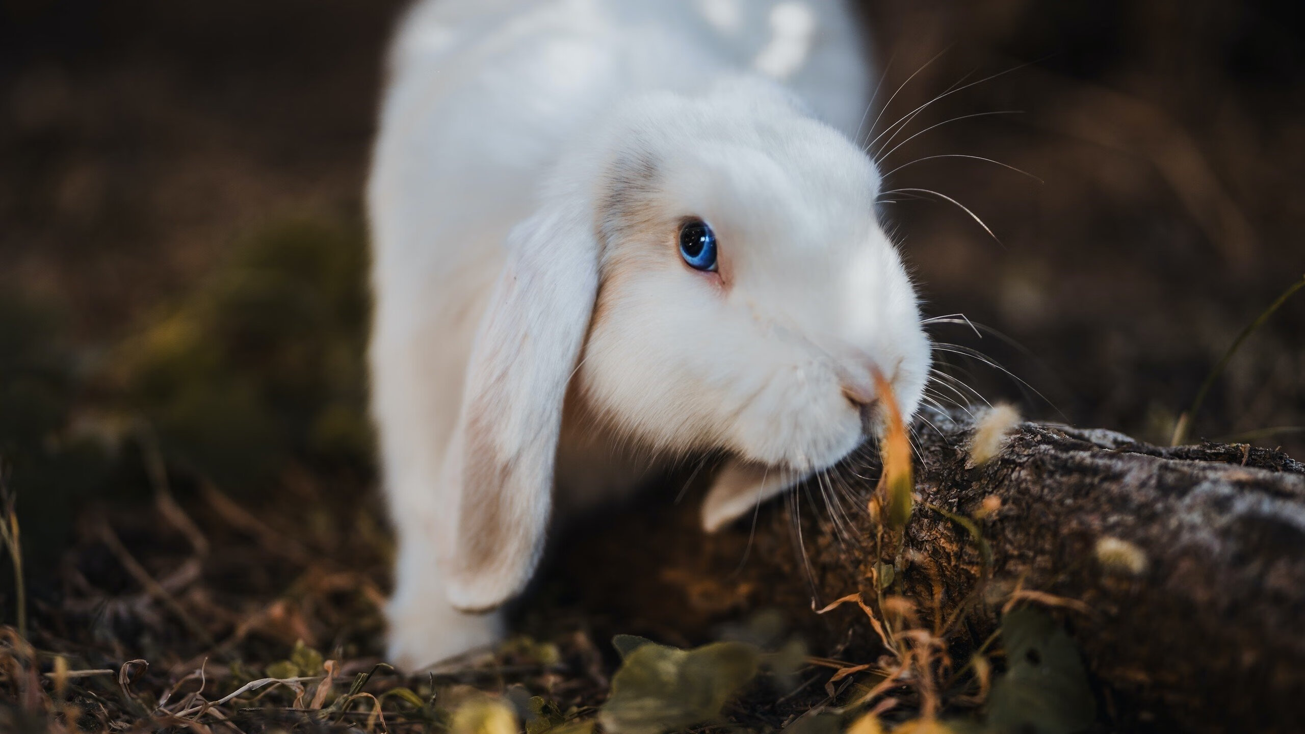 阿根廷国家队队长缺席比赛,球队面临巨大挑战,阿根廷国家队的队长
