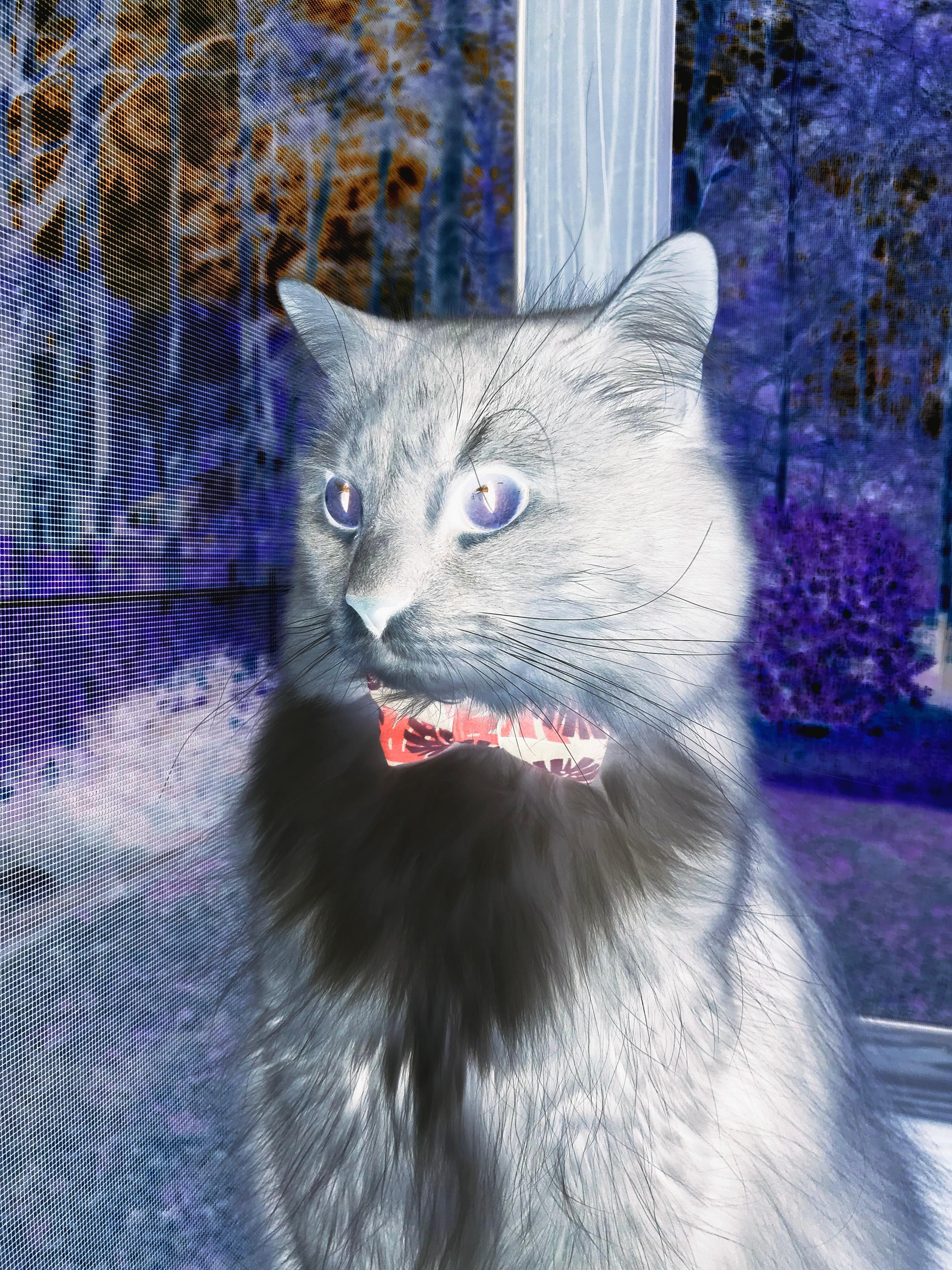 阿根廷球员在庆祝中涉嫌种族歧视,法国足协投诉,阿根廷国家足球