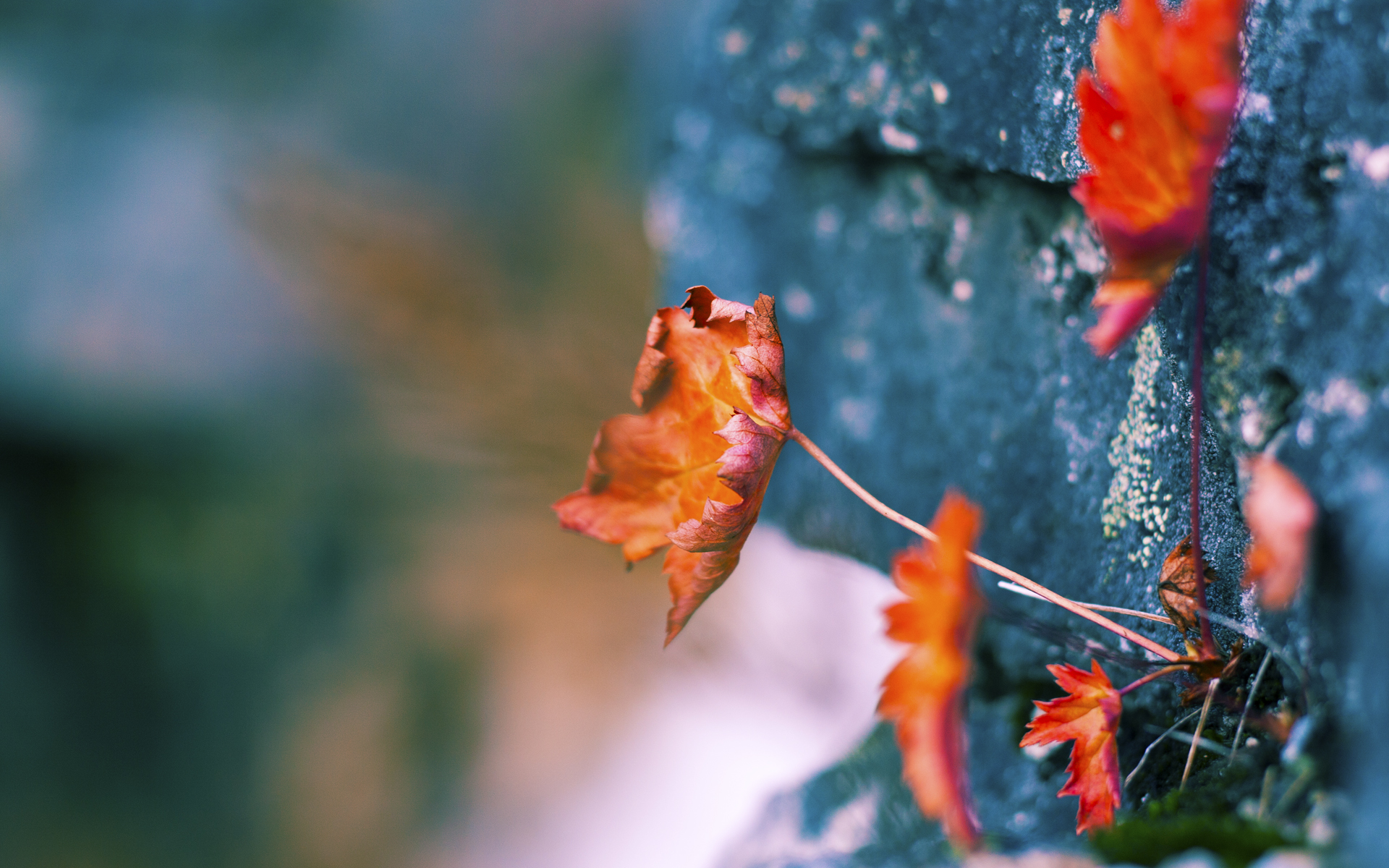 阿根廷球员海外联赛表现亮眼,阿根廷球队怎样