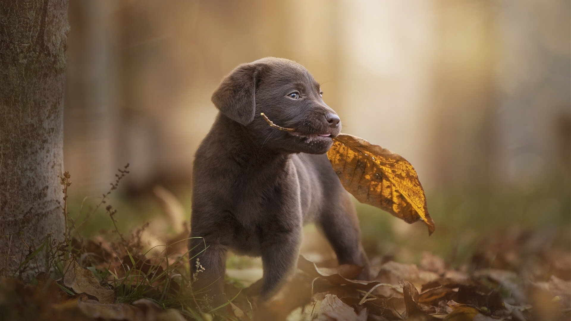 开云在线直播-马德里德比上演激烈对抗，双方互交白卷，马德里德比集锦