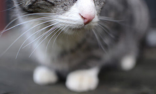 开云体育官方网入口-中国篮球青训体系教练员培训机制研究，中国篮协篮球教练员培训班