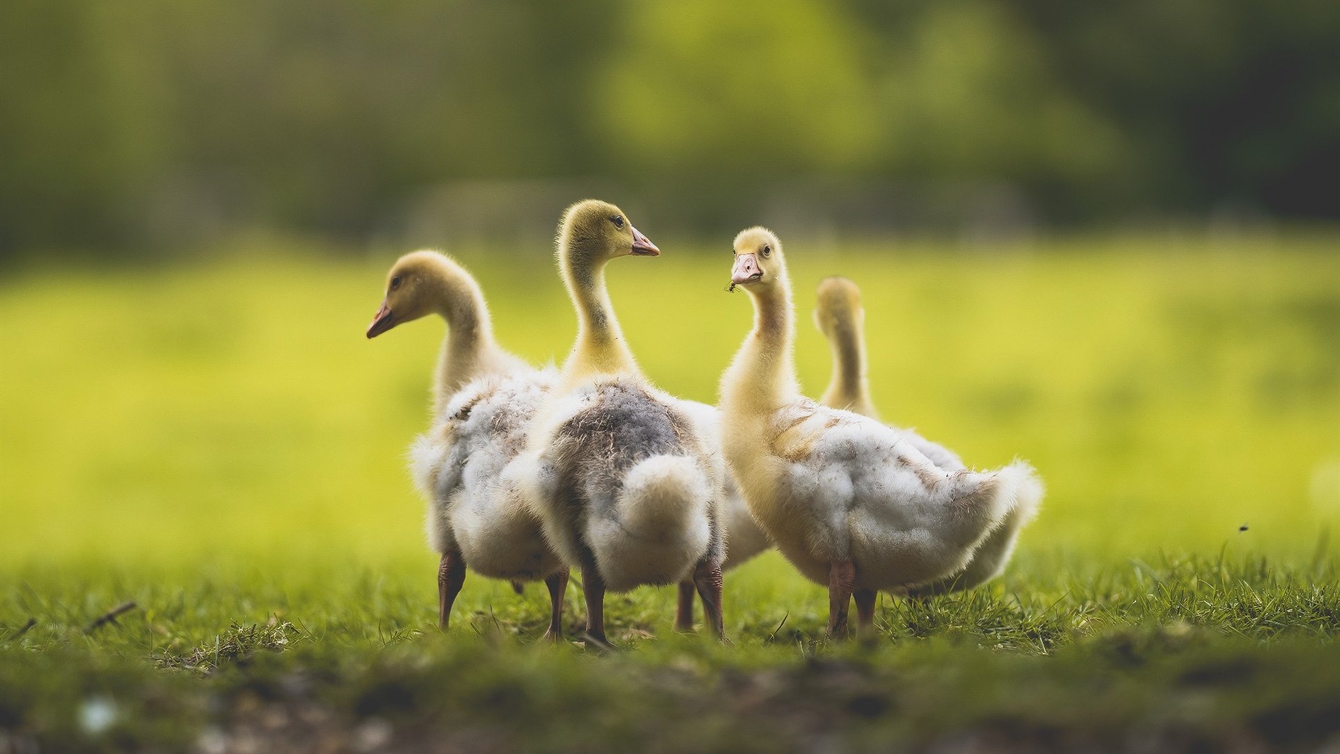 体育新闻中心主办国际体育内容技术融合创新论坛,国内国际体育十大新闻