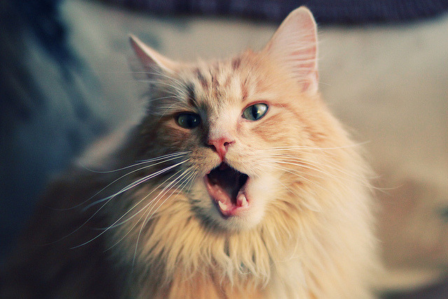 格鲁吉亚女篮在欧洲锦标赛中表现亮眼,期待突破极限,格鲁吉亚赛程500