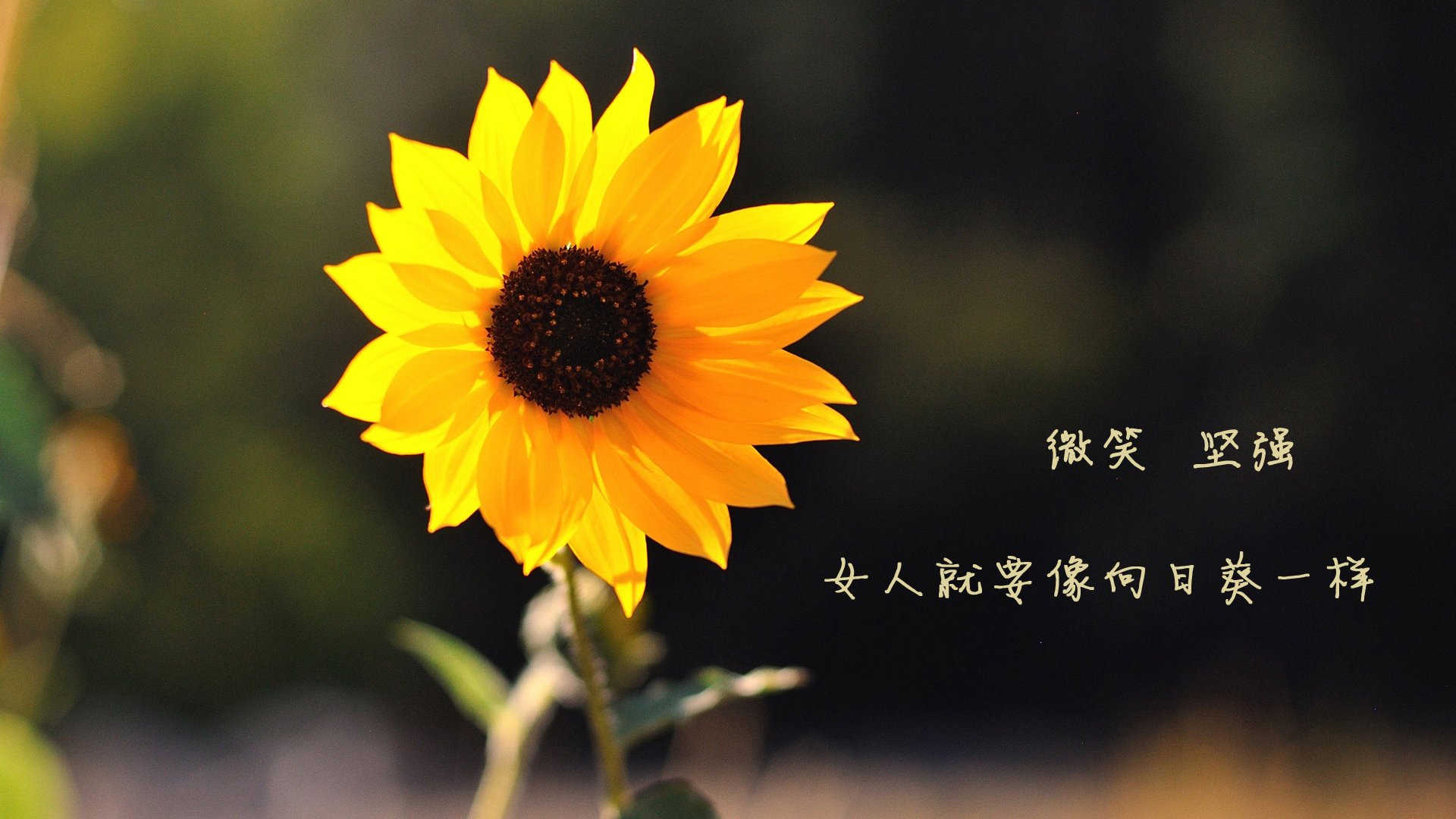 欧洲杯战术创新:变阵与奇兵,精彩纷呈,欧洲杯战术笔记