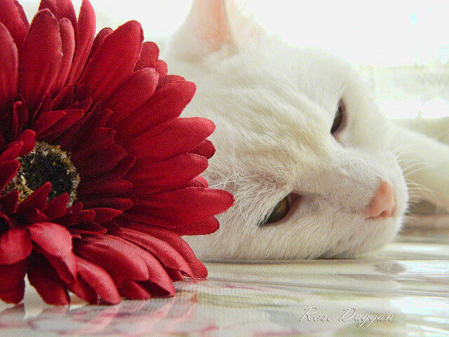 开云官网登录-福特：凭借冷静的场上处理球，成为全黑队的节奏控制者，福特qos