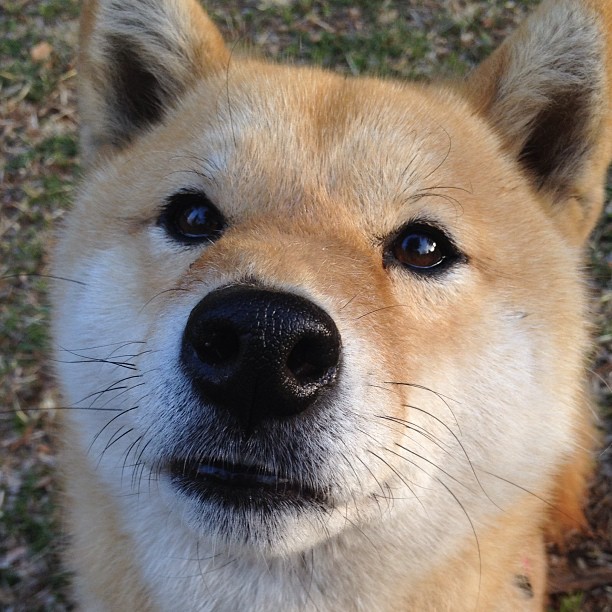 足球赛事志愿者招募火热进行中,体验赛场幕后,足球比赛志愿者需要干什么