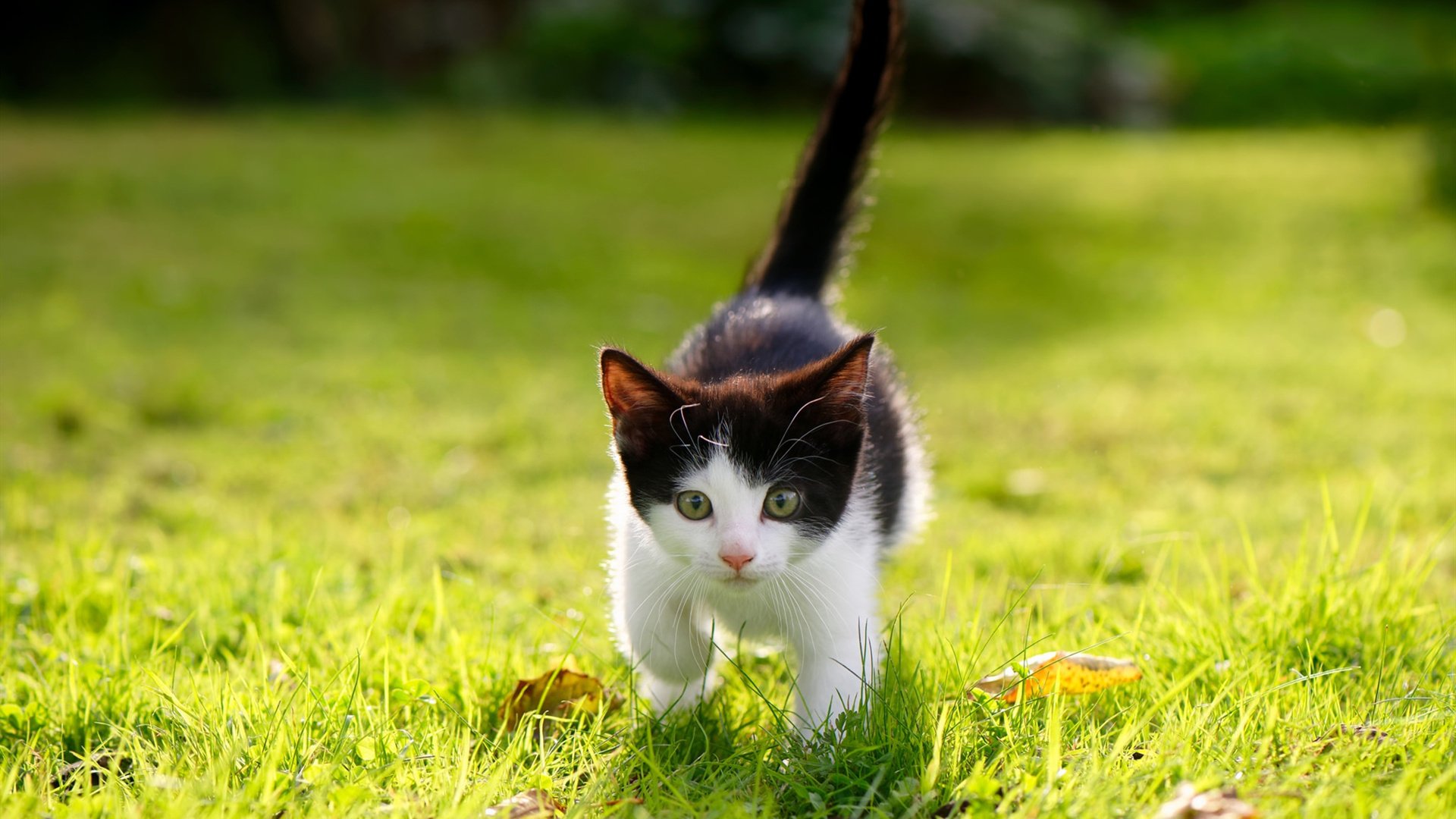 跳水动作流畅韩国实力显现，韩国跳水2021