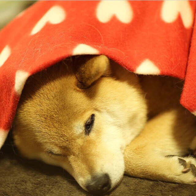 跳水配合默契南非女队发挥稳定，fina跳水系列赛赛程