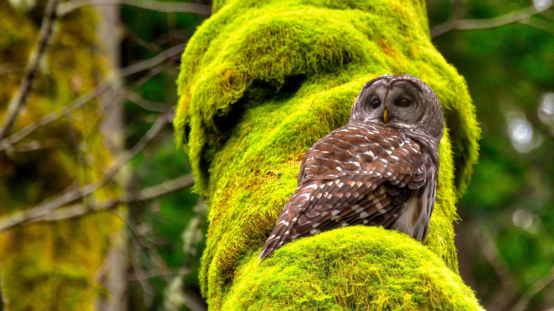 芬兰男篮在欧洲锦标赛中表现出色,夺取宝贵奖牌